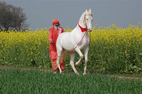Horse India Narlai